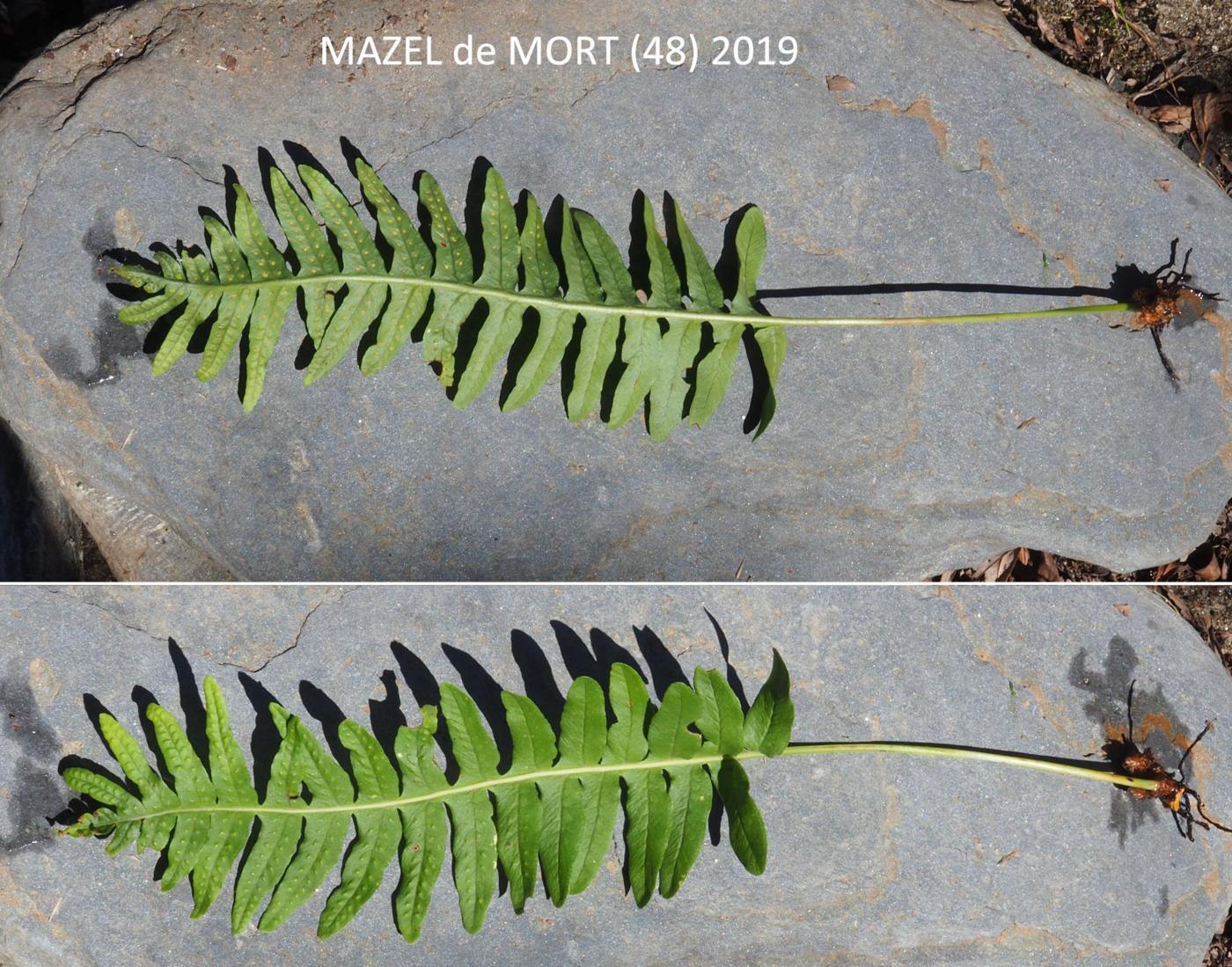 Polypody, Western leaf